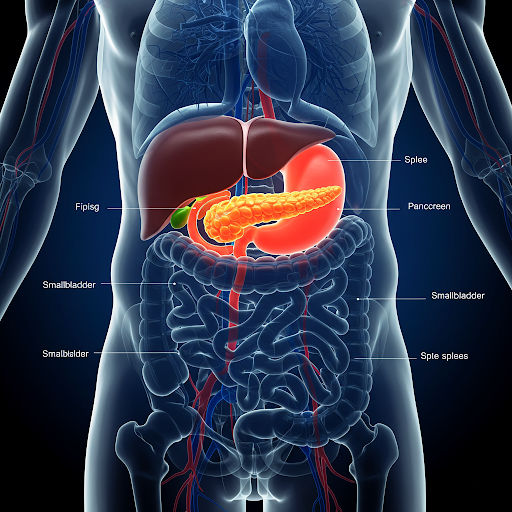 Wo liegt die Bauchspeicheldrüse? Eine detaillierte Reise zu einem verborgenen Organ