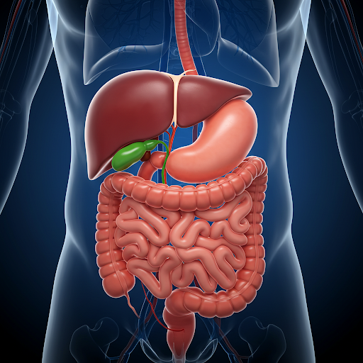 Wo sitzt die Galle? Eine detaillierte Reise zu einem kleinen Organ mit großer Wirkung